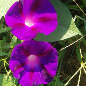 Morning Glory Seed Pack