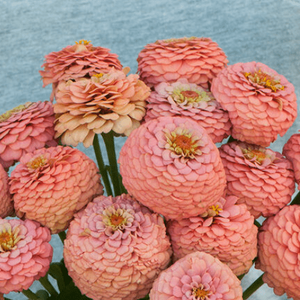Oklahoma Salmon Zinnia Seed Pack