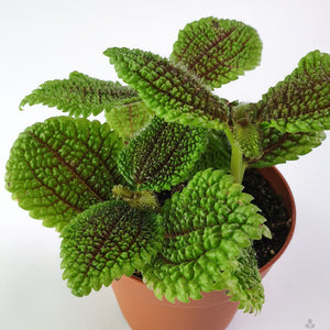 Moon Valley Pilea 4"