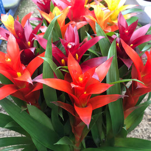 Guzmania Bromeliad 6"