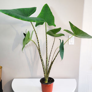 Zebrina Alocasia 4"