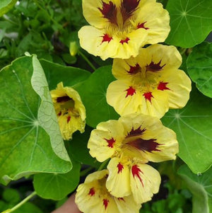 Peach Melba Nasturtium Seed Pack
