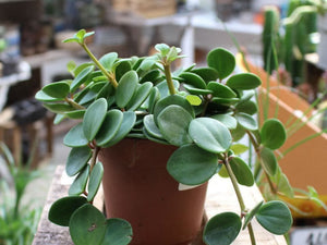 Peperomia Hope 6"