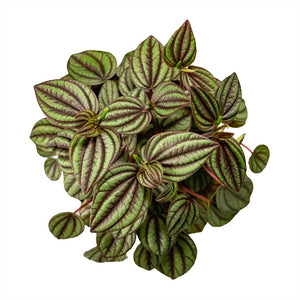 Picolo Banda Peperomia 4"