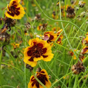 Philippine Cosmidium Seed Pack