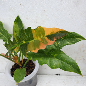 Ring of Fire Philodendron 4"