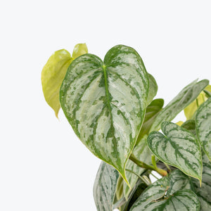 Brandtianum Philodendron 4"