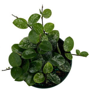 Mathilde Hoya 2.5"