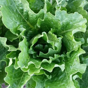 Platonic Romaine Lettuce Seed Pack