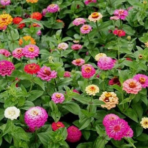 Pumila Zinnia Seed Mix