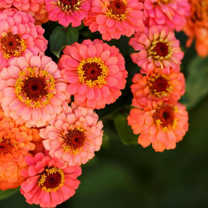 Pumila Salmon Zinnia Seed Pack