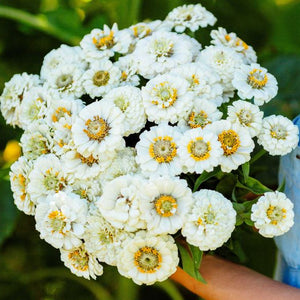 Pumila White Zinnia Seed Pack