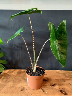 Zebrina Alocasia 4"
