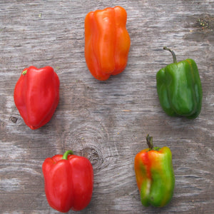 Red Bell Pepper Seed Pack