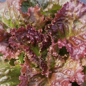 Red Sail Lettuce Seed Pack