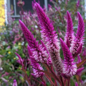 Ruby Parfait Celosia Seed Pack