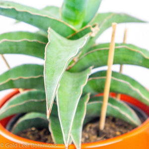 Blue Kew Sansevieria 4"