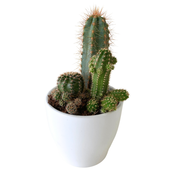 Cacti Planter 4"