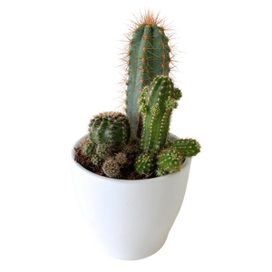 Cacti Planter 4"