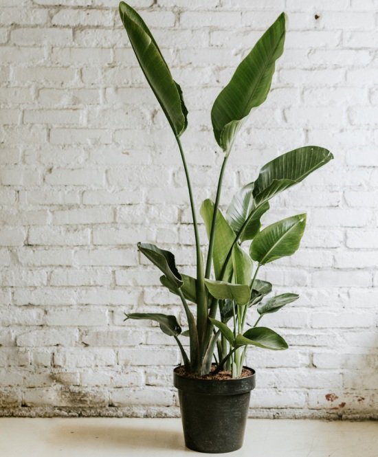 Strelitzia Nicolai - White Bird of Paradise 4"