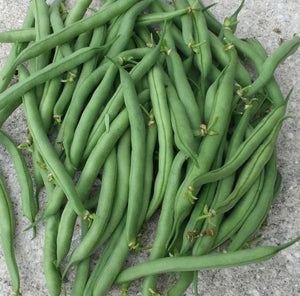 Tender Green Bean Seed Pack