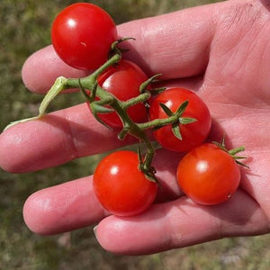 Tiny Tim Cherry Tomato Seed Pack