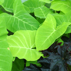 Lime Zinger Xanthosoma 4"