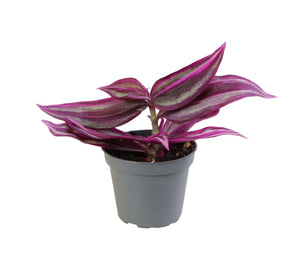 Pink Paradise Tradescantia 5"