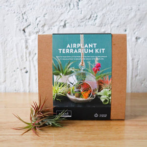 Terrarium Kit: Hanging Air Plant