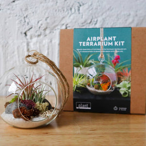 Terrarium Kit: Hanging Air Plant