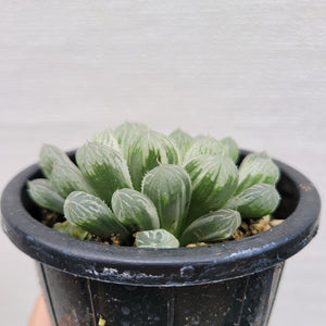 Glass Haworthia 2.5"