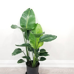 Strelitzia - Bird of Paradise