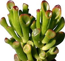 Gollum 'Crassula Ovata' Jade 4"