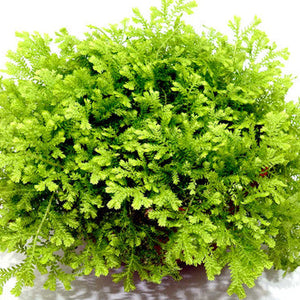 Selaginella Gold Fern 4"