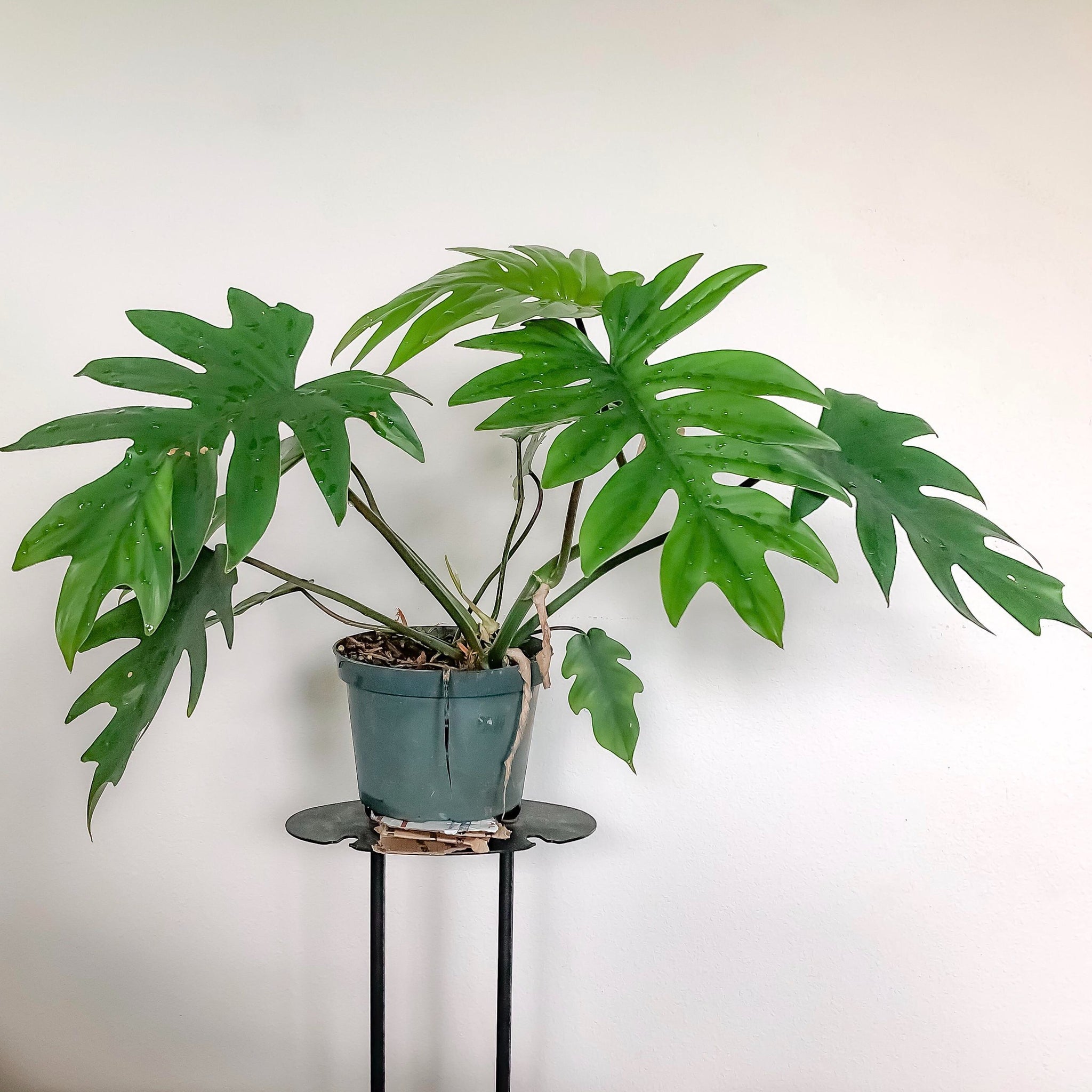 Philodendron Mayoi 10"