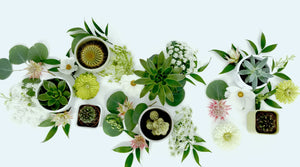 Florist arrangement of succulents and cacti