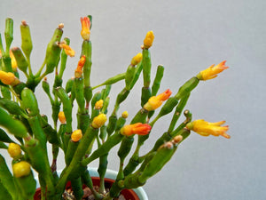 Hatiora Bambusoides 6"