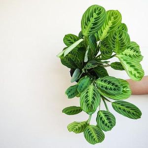 lemon lime prayer plant cats Maranta Lemon Lime