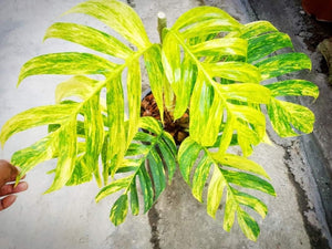 Aurea Pinnatum Epipremnum 6"