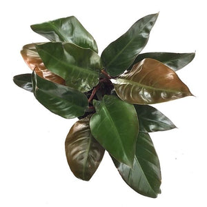 Imperial Rouge Philodendron 4"