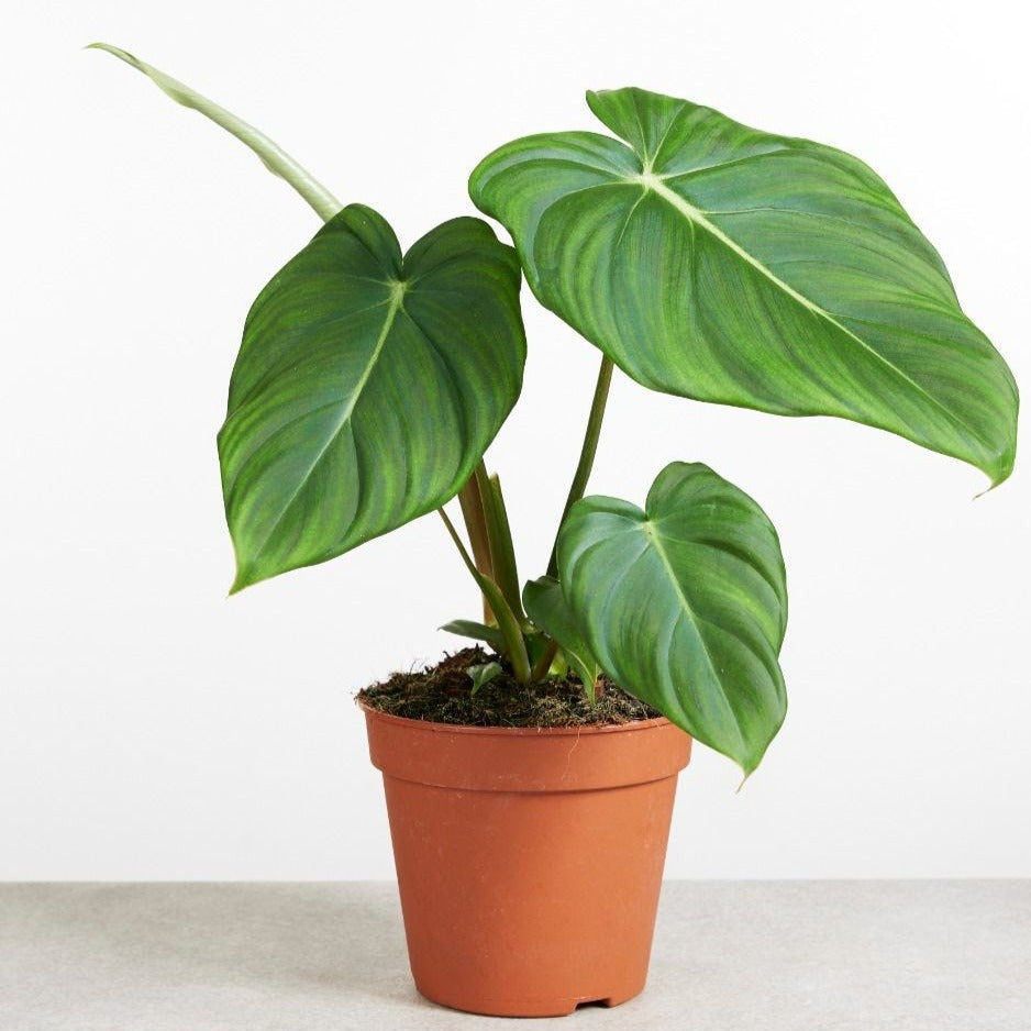McDowell Philodendron 4"