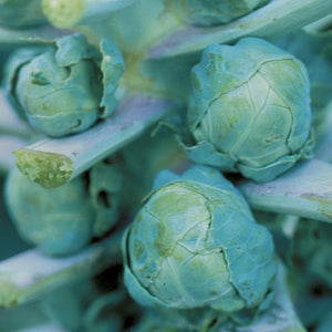 Long Island Brussels Sprouts Seed Pack