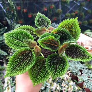 Moon Valley Pilea 4"