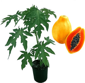 Papaya Tree 7"