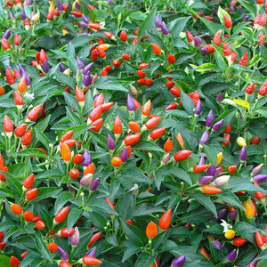 Ornamental Pepper Tree 6"