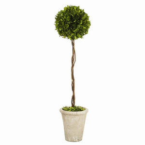 Boxwood Ball Topiary