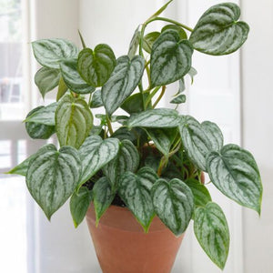 Brandtianum Philodendron 4"