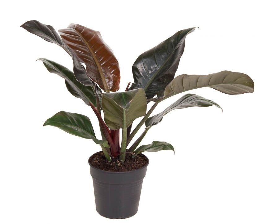 Imperial Rouge Philodendron 4"