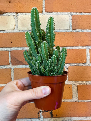 Fairy Castle Cactus 2.5"
