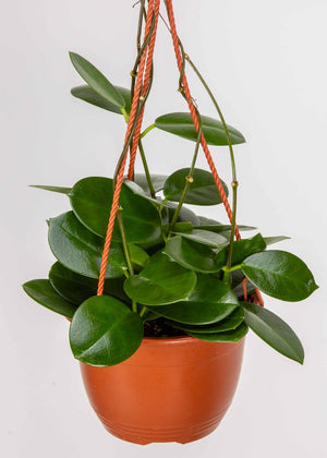 Hoya Australis 2.5"